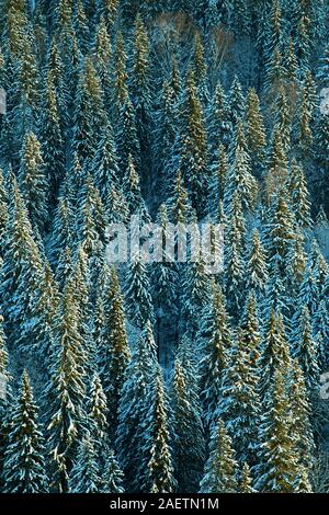 Dunkle Nadelwälder (borealen Nadelwald). Dichten sumpfigen Wald in Sibirien. Sibirische Taiga im Winter. Draufsicht auf schneebedeckten Wald Fichte, Stockfoto