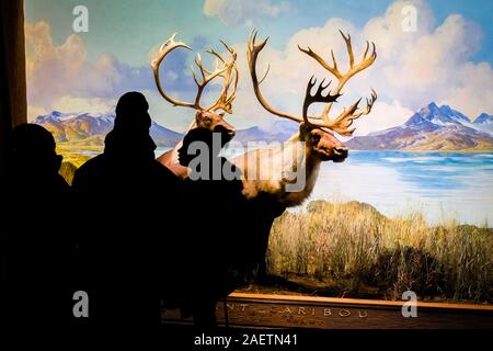 Die Besucher des American Museum of Natural History Blick auf die Exponate im Museum Halle der Nordamerikanischen Säugetiere. Stockfoto