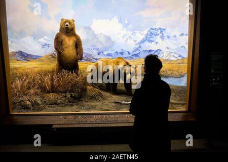 Die Besucher des American Museum of Natural History Blick auf die Exponate im Museum Halle der Nordamerikanischen Säugetiere. Stockfoto