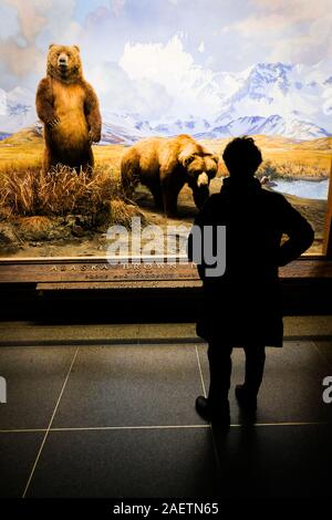 Die Besucher des American Museum of Natural History Blick auf die Exponate im Museum Halle der Nordamerikanischen Säugetiere. Stockfoto