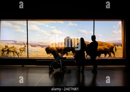 Die Besucher des American Museum of Natural History Blick auf die Exponate im Museum Halle der Nordamerikanischen Säugetiere. Stockfoto