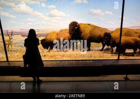 Die Besucher des American Museum of Natural History Blick auf die Exponate im Museum Halle der Nordamerikanischen Säugetiere. Stockfoto