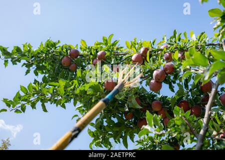 Obst-catcher sammeln Äpfel vom Baum in der gadren Stockfoto