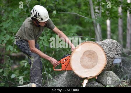 Baumzüchter reduziert die gesunde Esche in der Nähe von Haus in Vermont in der Befürchtung, dass es erliegen Emerald ash Bohrer und gefährlichen stehendes Totholz geworden. Stockfoto