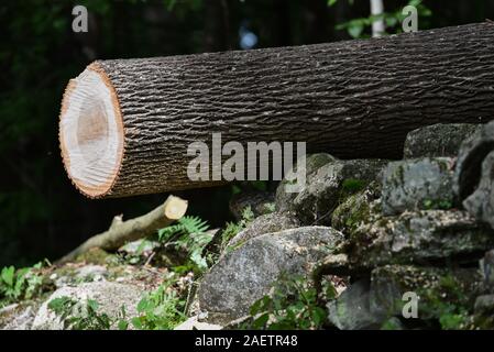 Baumzüchter reduziert die gesunde Esche in der Nähe von Haus in Vermont in der Befürchtung, dass es erliegen Emerald ash Bohrer und gefährlichen stehendes Totholz geworden. Stockfoto