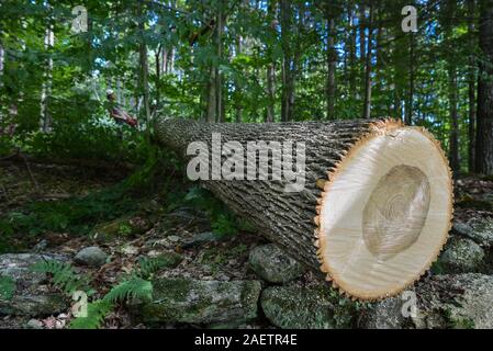 Baumzüchter reduziert die gesunde Esche in der Nähe von Haus in Vermont in der Befürchtung, dass es erliegen Emerald ash Bohrer und gefährlichen stehendes Totholz geworden. Stockfoto