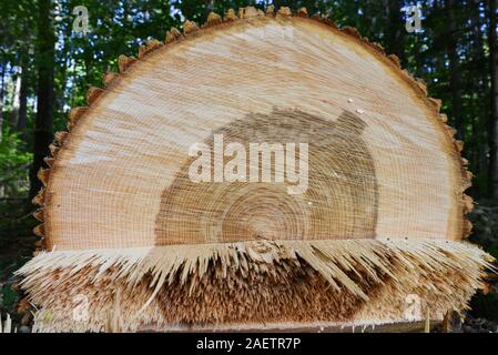 Baumzüchter reduziert die gesunde Esche in der Nähe von Haus in Vermont in der Befürchtung, dass es erliegen Emerald ash Bohrer und gefährlichen stehendes Totholz geworden. Stockfoto