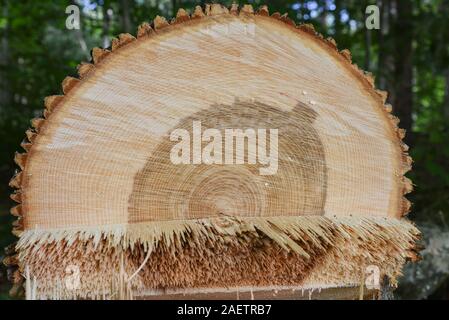 Baumzüchter reduziert die gesunde Esche in der Nähe von Haus in Vermont in der Befürchtung, dass es erliegen Emerald ash Bohrer und gefährlichen stehendes Totholz geworden. Stockfoto