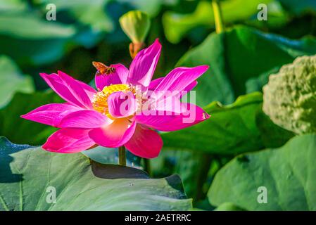 Schönen blühenden Lotus Blume und Biene mit grünen Blättern Stockfoto