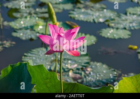 Pink Lotus Blume blühen auf dem Wasser mit Lily Pads umgeben Stockfoto