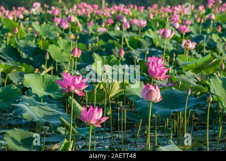 Die schöne Landschaft der blühenden Pink Lotus Blume Pflanzen auf dem Wasser Stockfoto