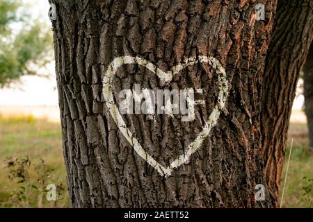 Die Namen der Personen, die sich in der Form von Herzen auf dem Baum geschnitzt Liebe Stockfoto