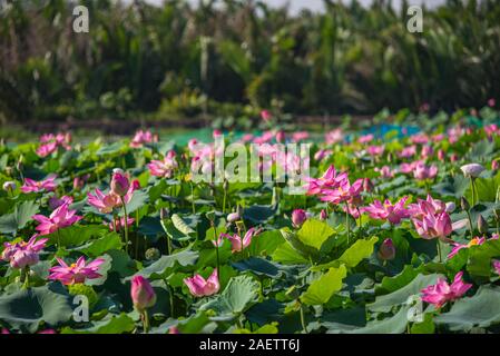 Schönen blühenden Pink Lotus flower Teich im Sommer Stockfoto