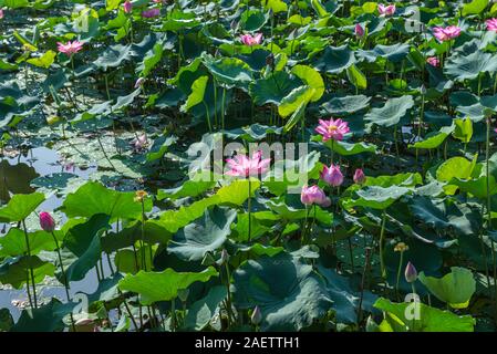 Blühende Pink Lotus Pflanzen am Teich in der Landschaft Stockfoto