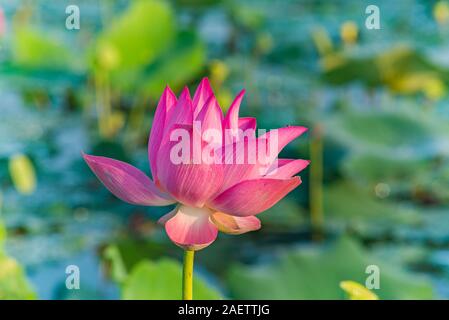 Nahaufnahme von herrlich blühenden Pink Lotus auf dem Wasser Stockfoto