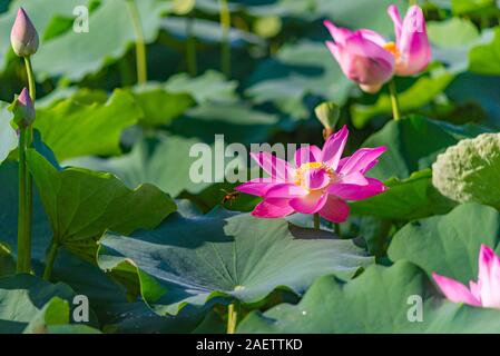 Herrlich blühenden Pink Lotus flower Teich an tropischen Landschaft Stockfoto