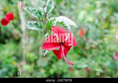 Der vielfarbige Hibiskus „Schneekönigin“ ist eine auffällige Zierpflanze, die für ihr lebendiges Laub und ihre atemberaubenden Blumen bekannt ist. Stockfoto