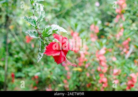 Der vielfarbige Hibiskus „Schneekönigin“ ist eine auffällige Zierpflanze, die für ihr lebendiges Laub und ihre atemberaubenden Blumen bekannt ist. Stockfoto