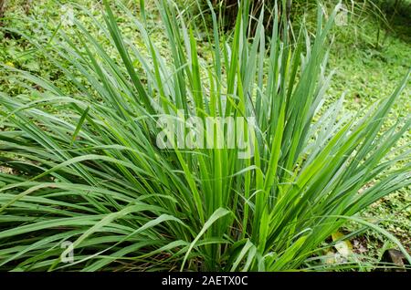 Zitronengras Pflanze, geschätzt für ihre kulinarische Delikatesse und medizinische Eigenschaften. Stockfoto