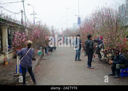 Einwohner von Hanoi einkaufen gehen für ihre Peach Blossom tree in Ihrem Haus für Tet (Neujahrsfest) Urlaub am Blumenmarkt in Hanoi, Vietnam zu setzen Stockfoto