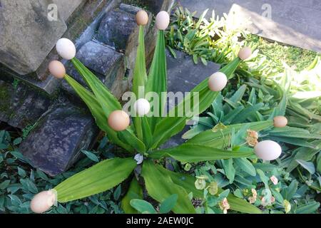 Eierschalen werden auf die Spitzen der Pflanzen in einem Garten in Bali, Indonesien Stockfoto