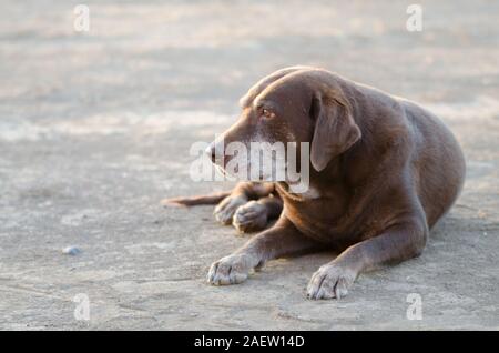 Chocolate Labrador Retriever Hund zur Festlegung der Alten Stockfoto