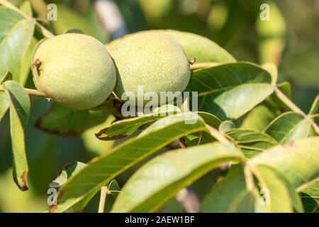 Raw unausgereifte Walnuss auf Baum Stockfoto