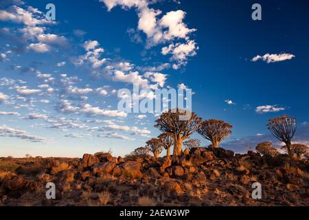 Quiver Tree Forest, Aloe Dichotoma, Early Morning, Keetmanshoop, Karas Region, Namibia, Südafrika, Afrika Stockfoto