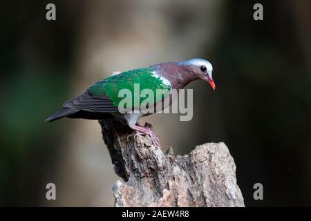 Grau, schneebedeckten Emerald Taube in den Regenwäldern von Yunnan, China Stockfoto