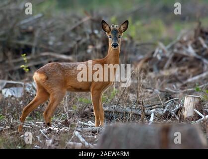 Männliche Rehe steht für sich allein und traurig in geschnittenen Wald freiraumzone Stockfoto