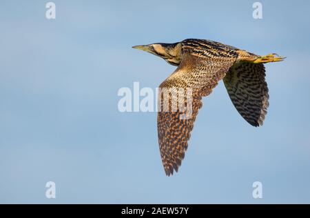 Reifen eurasischen Rohrdommel fliegt mit gespreizten Flügeln von oben und Beine gestreckt Stockfoto