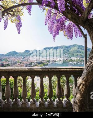 Fantastische Veranda von bunten Wisteria an einem schönen Frühlingstag abgedeckt Stockfoto