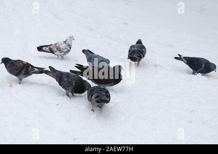 Tauben sind auf der Suche nach Nahrung im frisch gefallenen Schnee. Die Menschen kümmern sich um die Vögel die Fütterung. Stockfoto