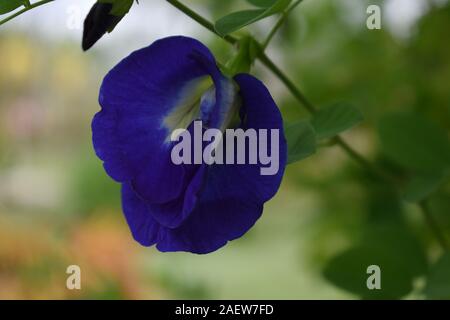 Clitoria ternatea. Eine dekorative Blüte mit exotischen Farbe und Form. Boyolali, Zentraljava, Indonesien. Stockfoto