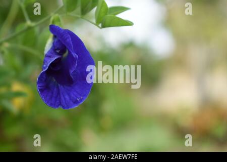 Clitoria ternatea. Eine dekorative Blüte mit exotischen Farbe und Form. Boyolali, Zentraljava, Indonesien. Stockfoto