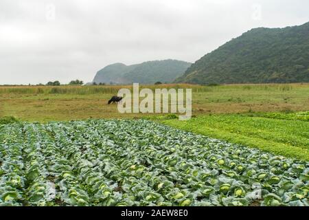 Feld Kohl in Vietnam. Weißkohl wächst in den Zeilen in einem Feld in der Landschaft von Südostasien. Stockfoto