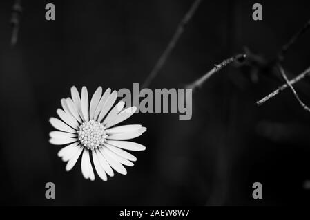 Weißen Gänseblümchen auf schwarzen Hintergrund. Blume arbeiten in Schwarz und Weiß. Geeignet für das Schreiben mit schwarzen Raum auf der rechten Seite. Stockfoto