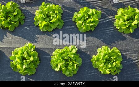 Kopfsalat patch mit Kunststoff Laubdecke benutzt Unkraut zu unterdrücken und Wasser zu sparen. Stockfoto