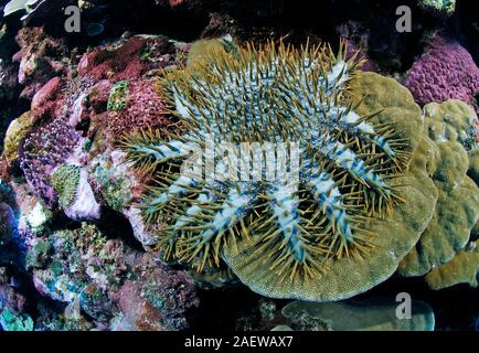 Dornenkrone Seesterne (Acanthaster planci) Feeds Polypen einer Steinkoralle, Yap, Mikronesia Stockfoto