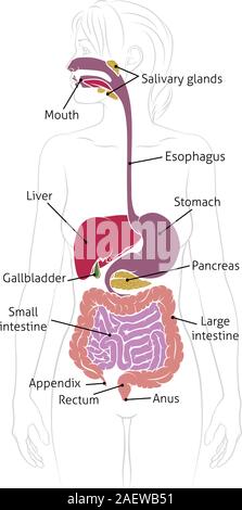 Menschliche Verdauungssystem Frau Anatomie Diagramm Stock Vektor