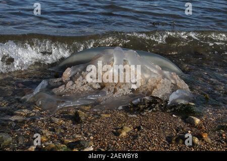 Barrel Qualle Stockfoto