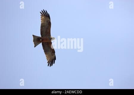 Yellow-billed kite Milvus parasitus im Flug Kruger National Park Südafrika Stockfoto