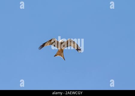 Rotmilan Milvus milvus im Flug Nant-yr-Arian Forest Visitor Centre Penybonc Nant-yr-Arian Ceredigion Wales UK April 2016 Stockfoto