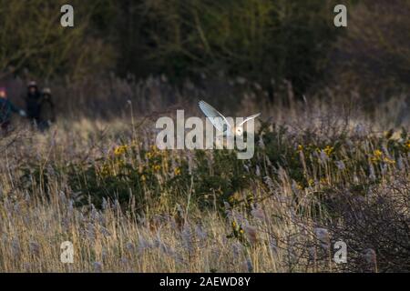 Schleiereule Tyto alba im Flug, titchwell Marsh RSPB Reservat, Norfolk, England, Großbritannien, Februar 2018 Stockfoto