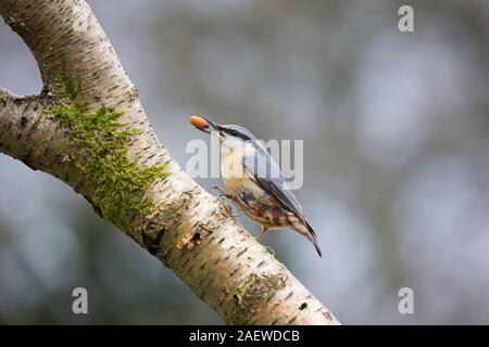 Eurasischen Kleiber Sitta europaea mit einer Erdnuss, auf Silber Birke Betula pendula in einem Garten, Krähe, Ringwood, Hampshire, England, UK, März 2018 Stockfoto