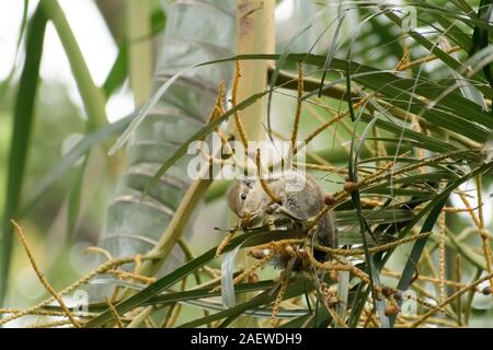 Eine gestreifte Nager Murmeltiere Streifenhörnchen Eichhörnchen (Sciuridae kletternde Arten von flughörnchen Familie) auf einem Ast Essen entdeckt. Tier beha Stockfoto