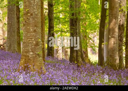 Blühenden Glockenblumen in Tollymore Forest Park in Nordirland. Stockfoto