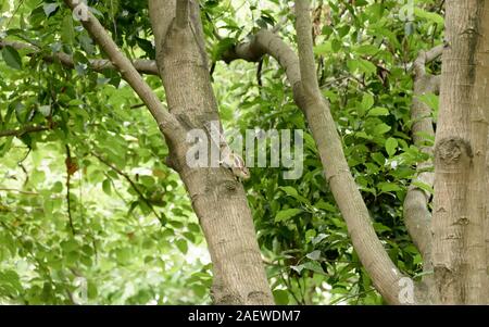 Eine gestreifte Nager Murmeltiere Streifenhörnchen Eichhörnchen (Sciuridae kletternde Arten von flughörnchen Familie) auf einem Baumstamm auf die Jagd Stimmung beschmutzt. Tier b Stockfoto