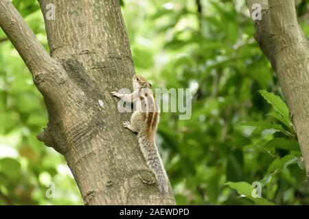 Eine gestreifte Nager Murmeltiere Streifenhörnchen Eichhörnchen (Sciuridae kletternde Arten von flughörnchen Familie) auf einem Baumstamm auf die Jagd Stimmung beschmutzt. Tier b Stockfoto