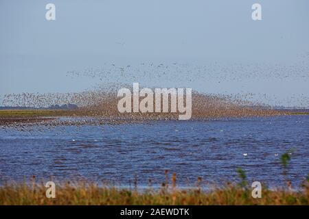 Rote Knoten Calidris Canutus Masse im Flug über eine Herde von Eurasischen Austernfischer Haematopus ostralegus, Snettisham RSPB Reservat, Norfolk, England, Vereinigtes Königreich, Stockfoto